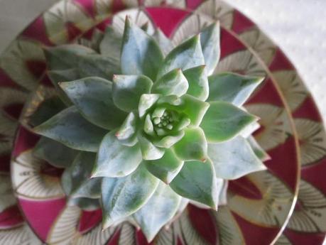 succulent plant