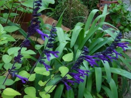 salvia amistad in garden border