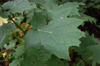 Kirengeshoma palmata Leaf (21/09/2013, Kew Gardens, London)