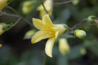 Kirengeshoma palmata Flower (21/09/2013, Kew Gardens, London)