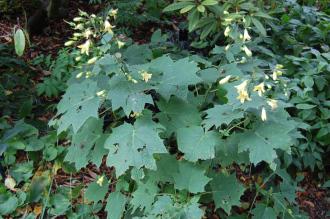 Kirengeshoma palmata (21/09/2013, Kew Gardens, London)