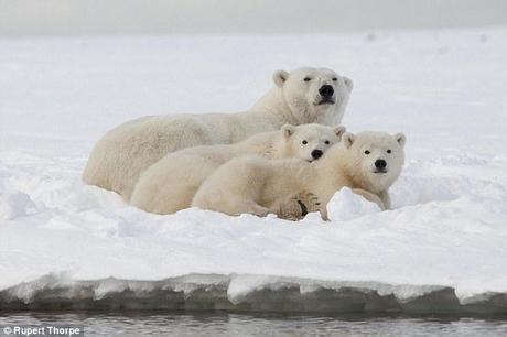 Hope: Despite concerns about future extinction, polar bear populations appear to have stabalised