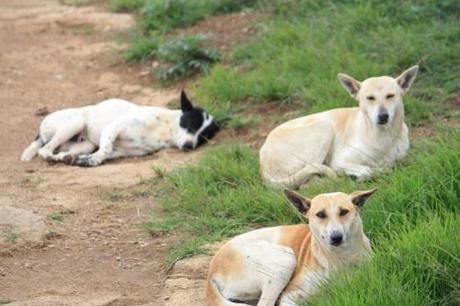 Taken in September of 2013 in Nandi Hills, India. 