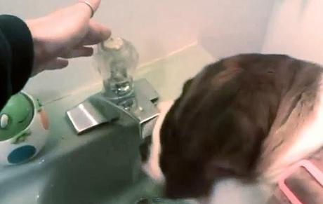 Quite Possibly the BEST DOG Trick You Will EVER SEE!