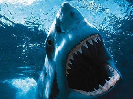 Shark attack off Ashdod coast