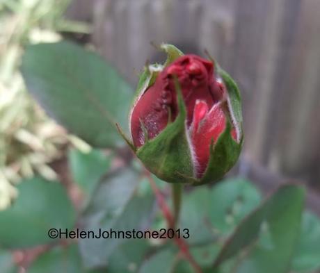 An unexpected late rose bud