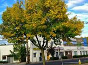 Yellow Door with Tree