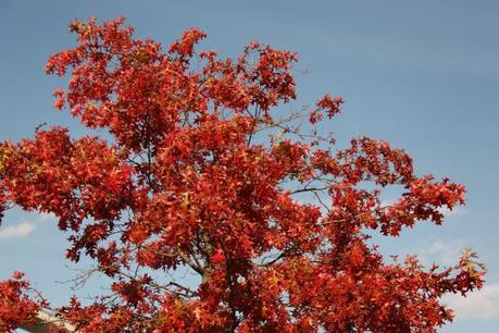 red leaves