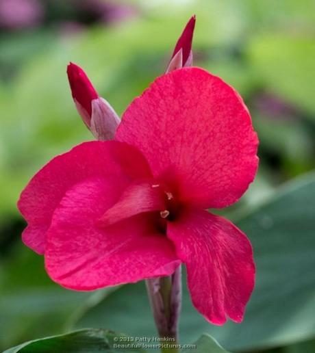 Red Canna © 2013 Patty Hankins