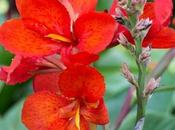 Some Colorful Cannas