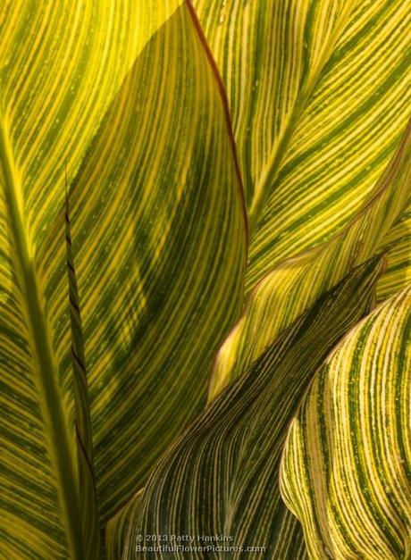 Canna Leaves © 2013 Patty Hankins