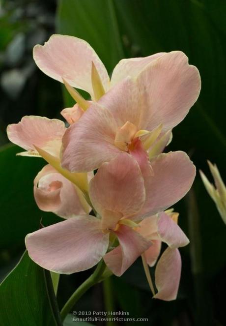 Blushing Bride Canna © 2013 Patty Hankins