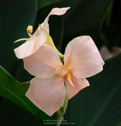 Blushing Bride Canna © 2013 Patty Hankins