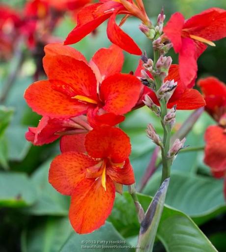 Tropical Red Canna © 2013 Patty Hankins