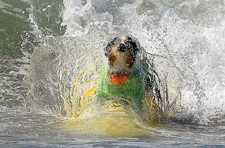 EXTREME WATER SPORTS: DOGS Surf the California Waves!