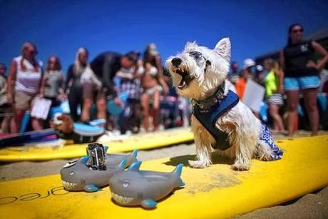 EXTREME WATER SPORTS: DOGS Surf the California Waves!