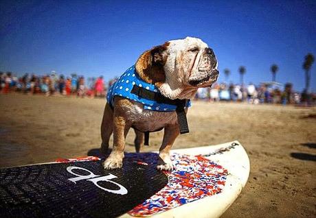 EXTREME WATER SPORTS: DOGS Surf the California Waves!