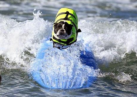 EXTREME WATER SPORTS: DOGS Surf the California Waves!