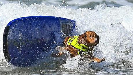 EXTREME WATER SPORTS: DOGS Surf the California Waves!