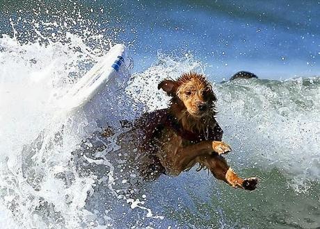 EXTREME WATER SPORTS: DOGS Surf the California Waves!