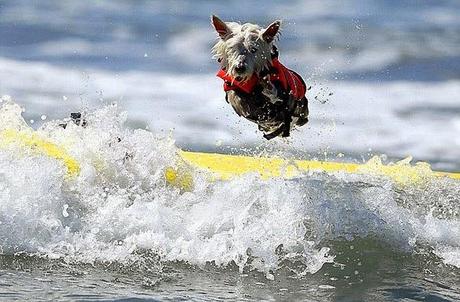 EXTREME WATER SPORTS: DOGS Surf the California Waves!