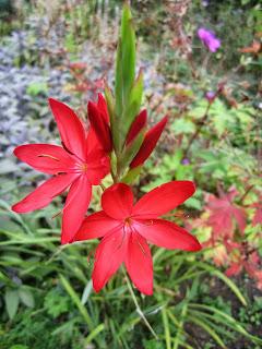 Schizostylis adds late season color and grows easily in UK gardens.