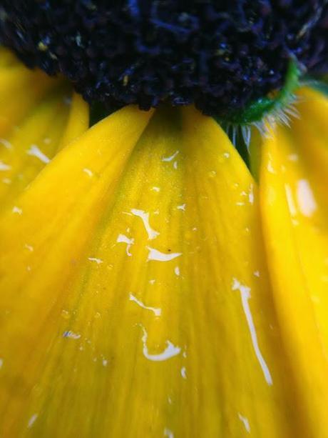 MACRO MONDAY -  rudbeckia