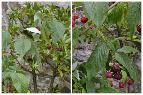 rasberries (800x533)