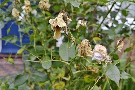 End of Month View – September 2013 _DSC0804 (800x533)