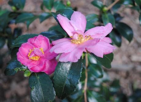 Camellia sasanqua 'Two Marthas'