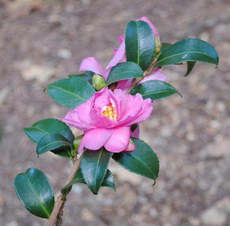 Camellia sasanqua 'Chansonette'