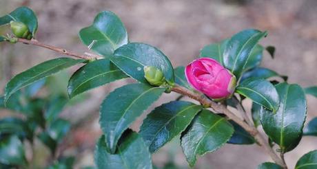 camellia sasanqua 'Chansonette' bud