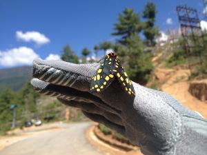 Gloves also make a good landing point for insects you find while riding. This is the Giro Xena Glove