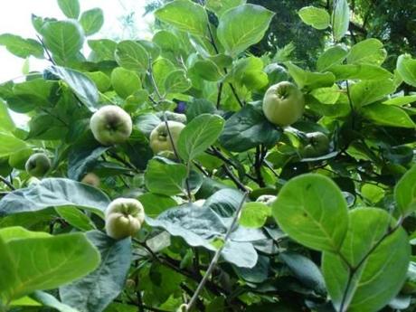 the quince tree is fruiting well.