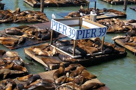 Sea Lebrities: The Sea Lions Of Pier 39