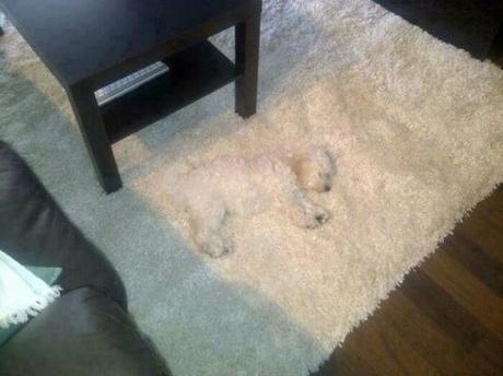 dog hiding in plain sight