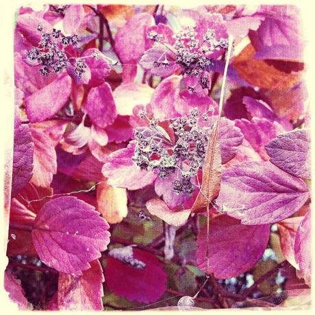 Purple leaves