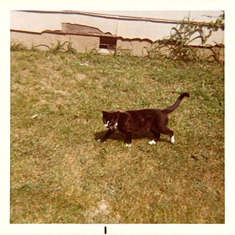 photo of black and white cat in yard