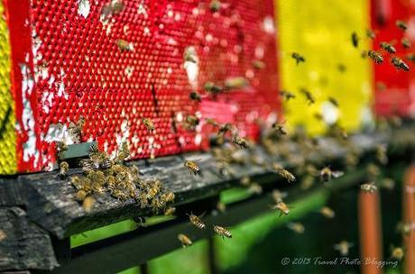 Slovenian bees at work