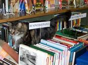 Cats Live Library