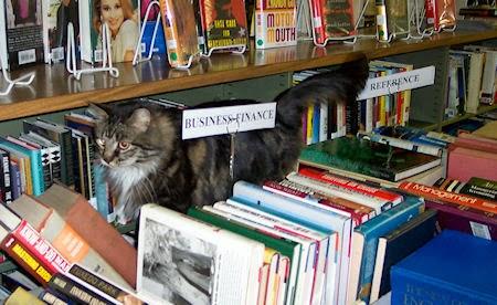 10 Cats Who Live At The Library