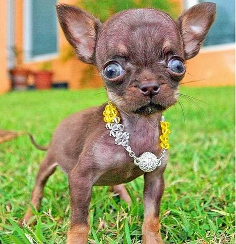 TINY Chihuahua Crowned 2014 WORLD'S Smallest DOG!