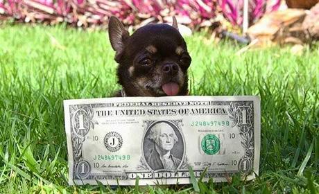 TINY Chihuahua Crowned 2014 WORLD'S Smallest DOG!