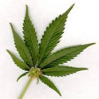 Dim Crims: Dope beclowns self