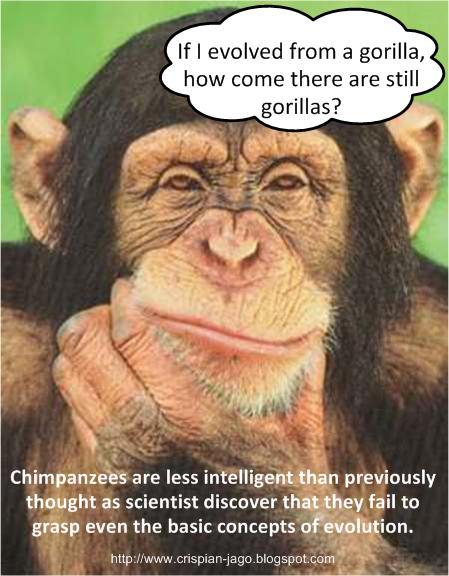 DumbChimp