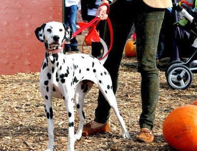 dalmatian