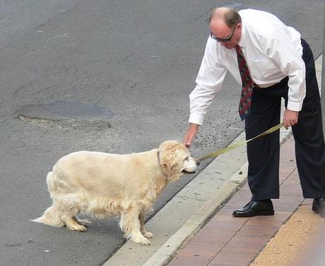 Dog Crossing the Road dog crossing the streets