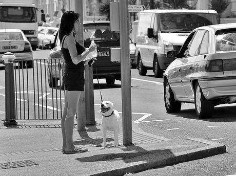 Dog Crossing the Road dog crossing the road