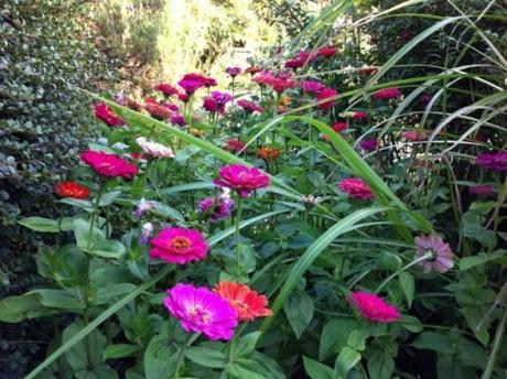 vibrant pint zinnias at Dixter