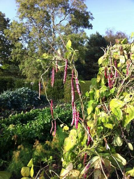 Bolotti beans ready to harvest on plant